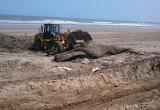 Entierran a ballena de 15 toneladas que varó en la playa de Santa Rosa. (Foto Internet)