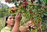 Exportaciones de café empiezan a recuperarse (Foto internet)