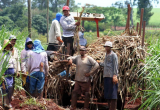 Trabajadores de la azucarera Tumán en plena faena. (Foto Internet)