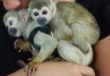 Policía del Medio Ambiente decomisó dos monos titi en Chiclayo