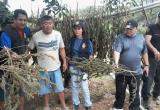 Camuflados entre plantaciones de plátano fueron encontrados 15 plantones de marihuana en Olmos. (Foto Chiclayoenlinea.com)
