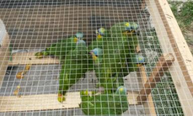 Decomisan reptiles y aves que eran trasladados en cajas de cartón