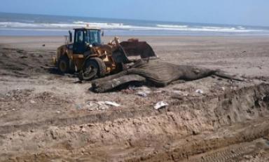 Entierran a ballena de 15 toneladas que varó en la playa de Santa Rosa. (Foto Internet)