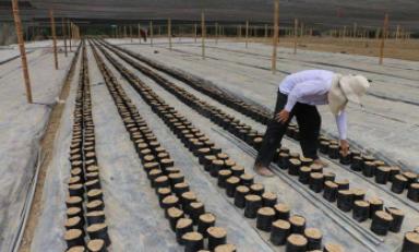 Olmos: alistan terrenos de “Valle Viejo” para siembra de banano orgánico