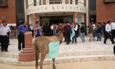 Trabajadores de la comuna de José Leonardo Ortiz inician lucha de protesta con un burro
