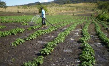 Aconsejan a agricultores del norte sembrar cultivos de corta duración