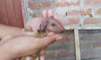 foto: Rpp