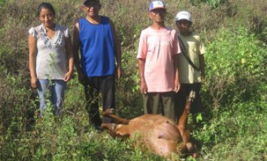 Puma americano ataca a veinte cabezas de ganado en Olmos