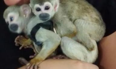 Policía del Medio Ambiente decomisó dos monos titi en Chiclayo