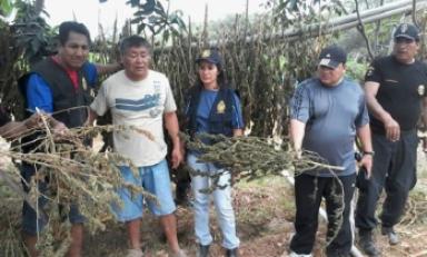 Camuflados entre plantaciones de plátano fueron encontrados 15 plantones de marihuana en Olmos. (Foto Chiclayoenlinea.com)