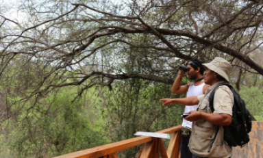 La Fiscalía detectó la tala sistemática de árboles de algarrobo en el Bosque de Pómac. (Foto Internet)