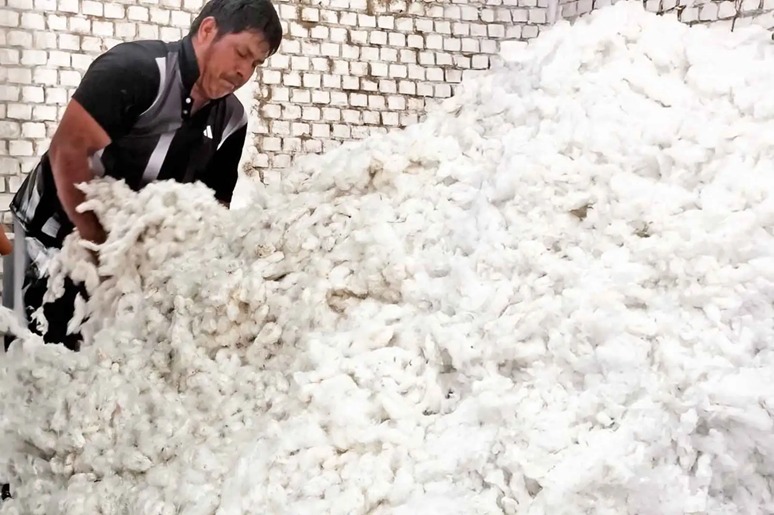 Lambayeque: productores inician venta directa de algodón extralargo gracias a Agromercado