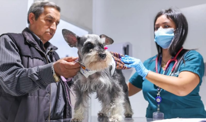 Leptospirosis no solo en lluvias: ¿cómo prevenirla si tienes mascotas en casa