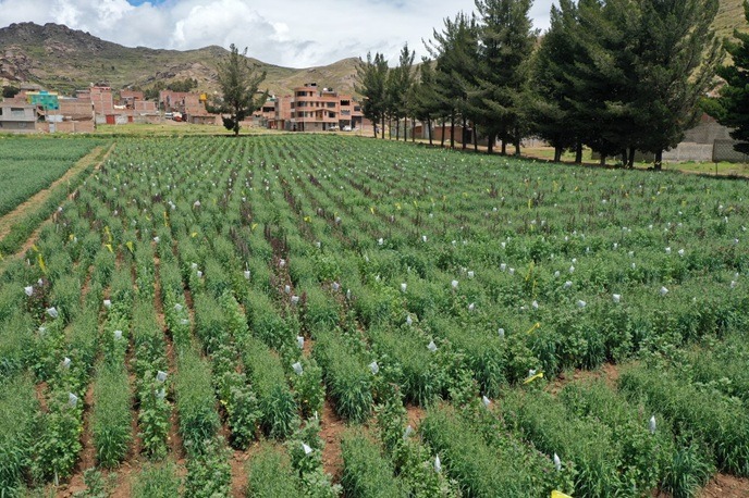 Incrementa en 33% fertilidad de 120 hectáreas de cultivos con bioinsumos y tecnológica orgánica