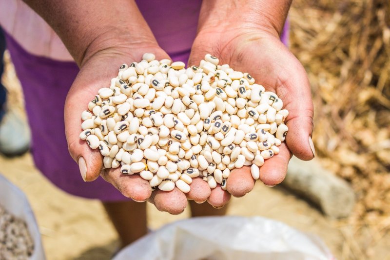 Chiclayo será sede del II Congreso Peruano de Semillas y Viveros
