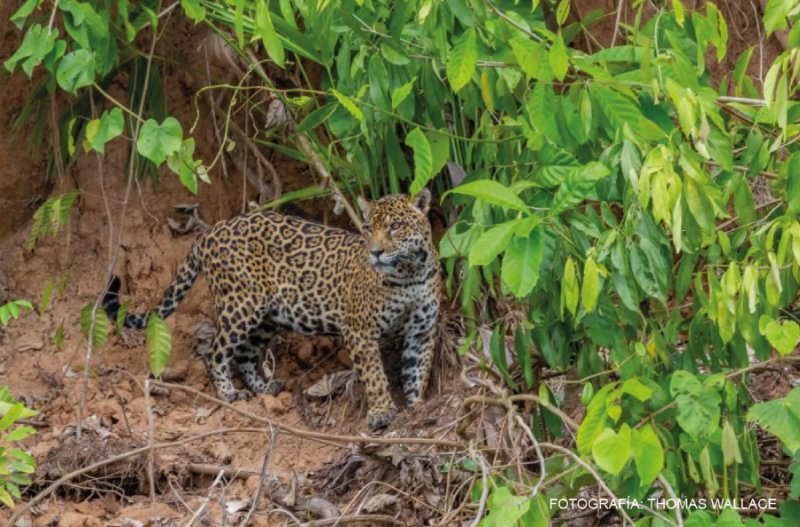 Perú y Bolivia consolidan monitoreo transfronterizo de especies emblemáticas en el Gran Paisaje Madidi-Tambopata