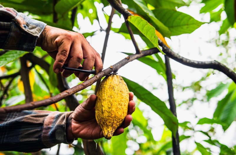 Adex: Fenómeno El Niño ya afecta al sector agro