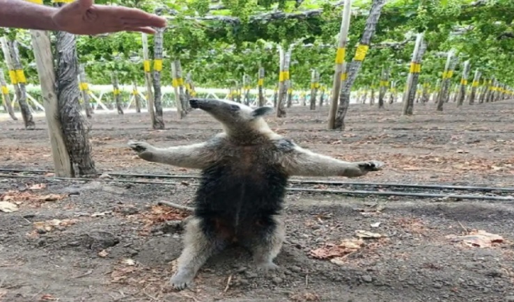 Oso hormiguero que apareció en campos de uva de chongoyape fue puesto a salvo