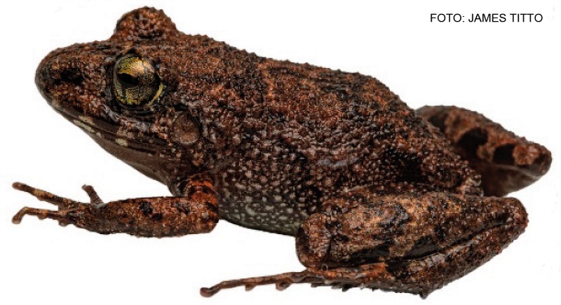 Nueva especie de rana es descubierta en la zona de amortiguamiento del Parque Nacional Cordillera Azul