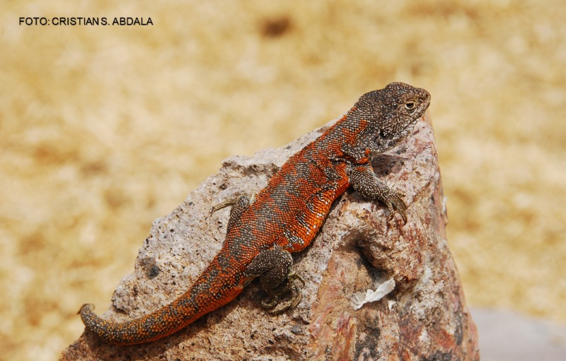 Descubren en Puno una nueva especie de lagartija endémica del Perú que vive a más de 4 mil metros de altura