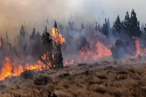 Lambayeque: extinguen incendio forestal en el distrito de Cañaris