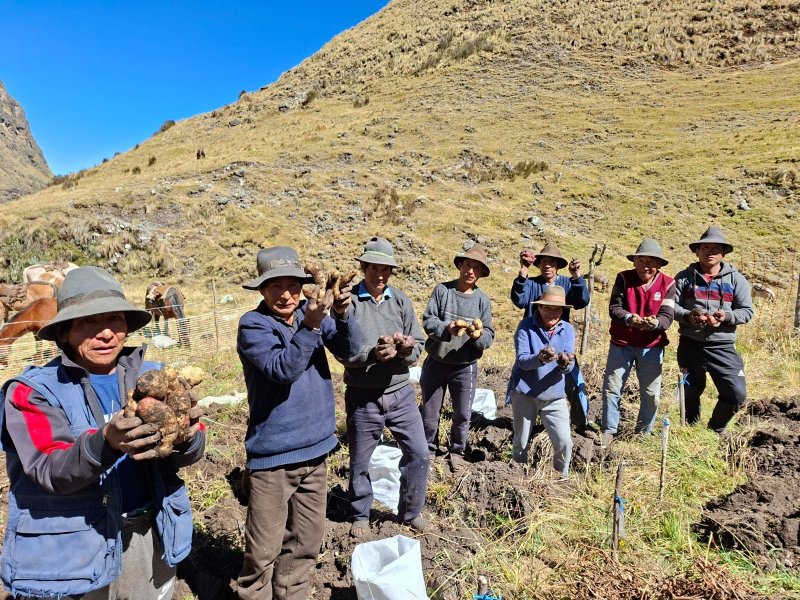 Cosechan más de 9 mil semillas de papa nativa de alto valor para mejorar calidad del tubérculo en Apurímac