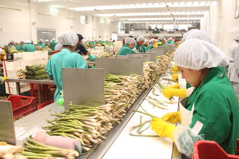 Empleos directos asociados a exportaciones tuvieron un alza de 7.6% a junio