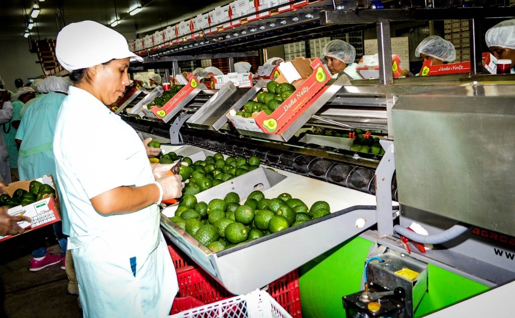 Agroexportaciones peruanas sumaron US$ 2 mil 269 millones en el primer trimestre