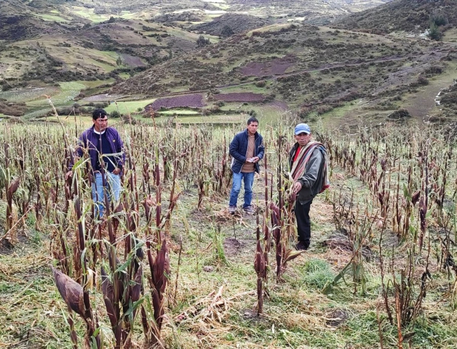 Seguro agrícola: aprueban nuevo formato para atender a más agricultores