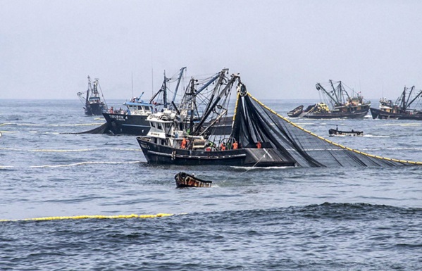 Produce: pesca estaría regresando a sus condiciones normales