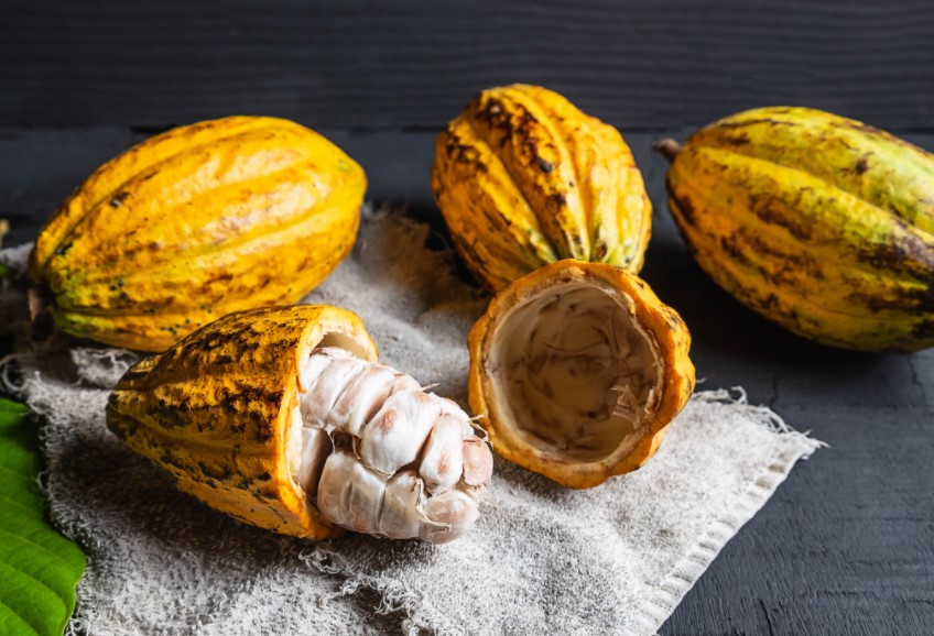 Buenas expectativas para la  exportación de cacao peruano este 2023