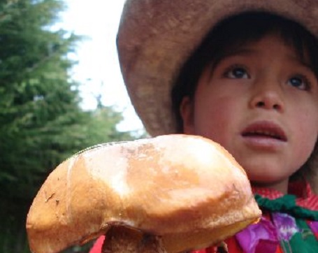 Lambayeque exportará a Alemania cotizados hongos comestibles de Incahuasi    