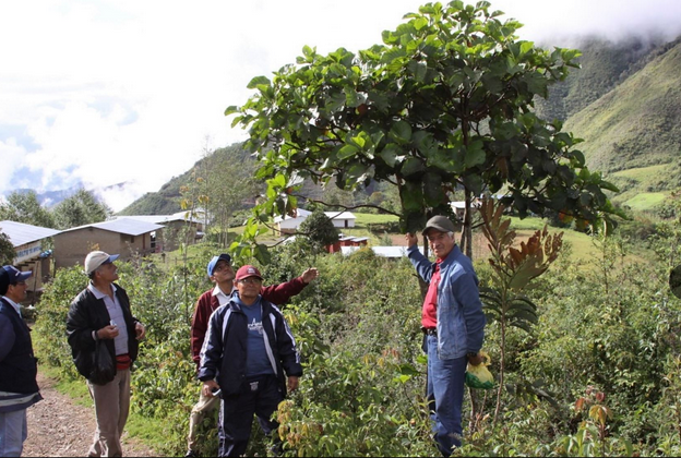 Identifican 5 especies de quina en bosques de Cañaris