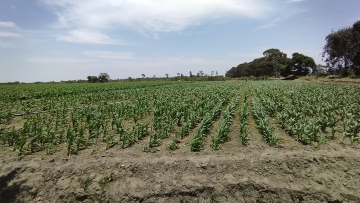 Producen más de 130 toneladas de semillas con alta calidad genética para la región Lambayeque