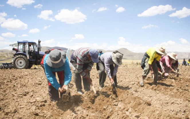 Agricultor, estos son los pasos para activar el seguro catastrófico y recibir S/ 800 por hectárea