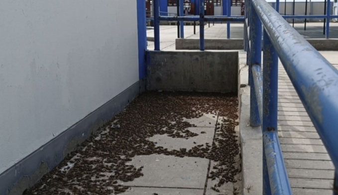 Presencia masiva de grillos alarma a pobladores de Lambayeque, La Libertad, Piura y Áncash, se descarta que ocasione daños en la salud pública