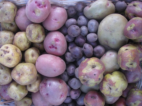 Exportación de papa peruana sumó poco más de  US$ 542 mil en el primer trimestre del año