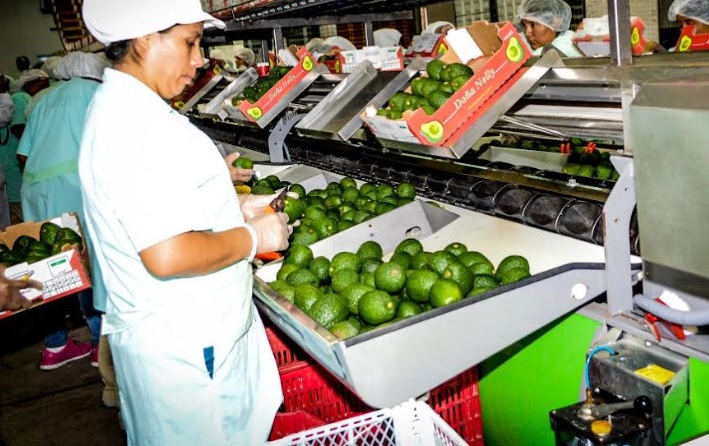 Tendencias mundiales avizoran escenario  alentador para las agroexportaciones peruanas