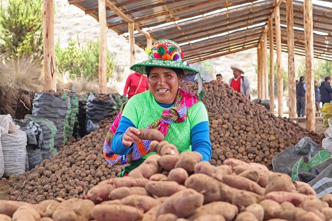  Midagri despliega acciones fitosanitarias en resguardo de tres mil variedades de papa