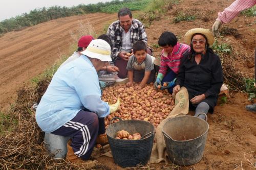 Reducen el 40% de producción de papa por plagas y enfermedades