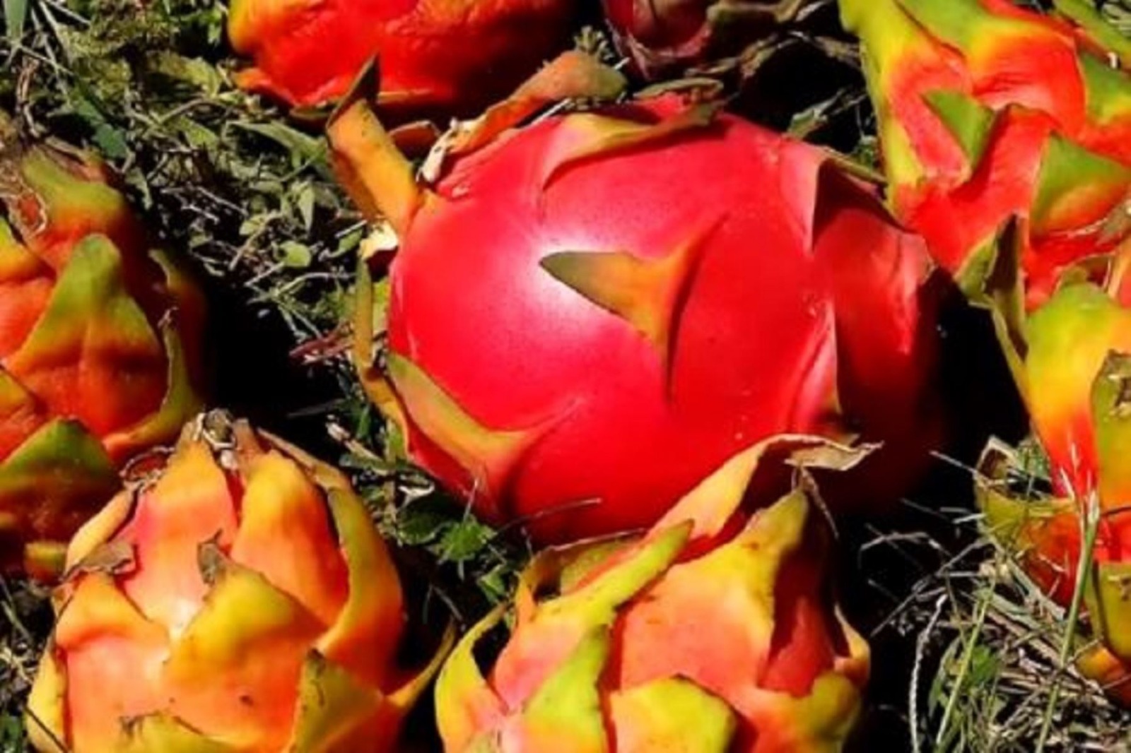 Desarrollarán normas técnicas peruanas para promover la calidad de la pitahaya