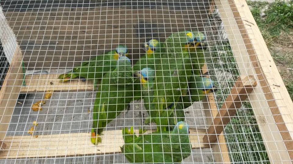 Decomisan reptiles y aves que eran trasladados en cajas de cartón