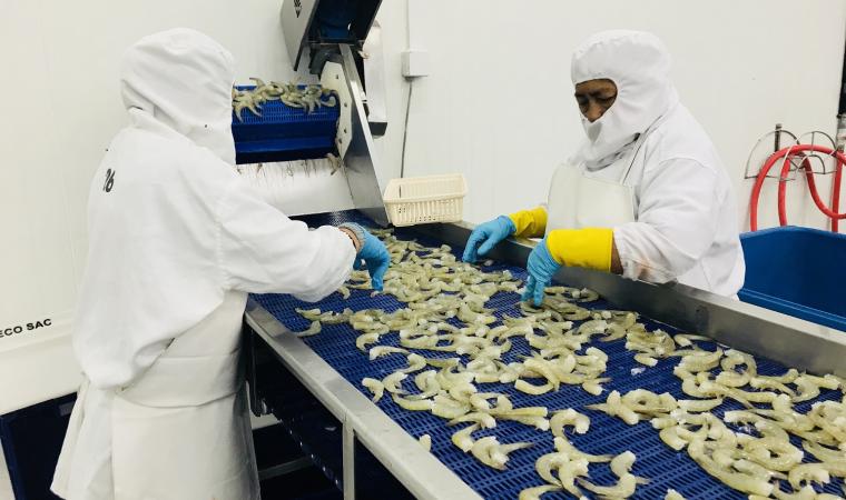 Decreto legislativo N°1431 permitirá mayor inversión en regiones que desarrollan la acuicultura