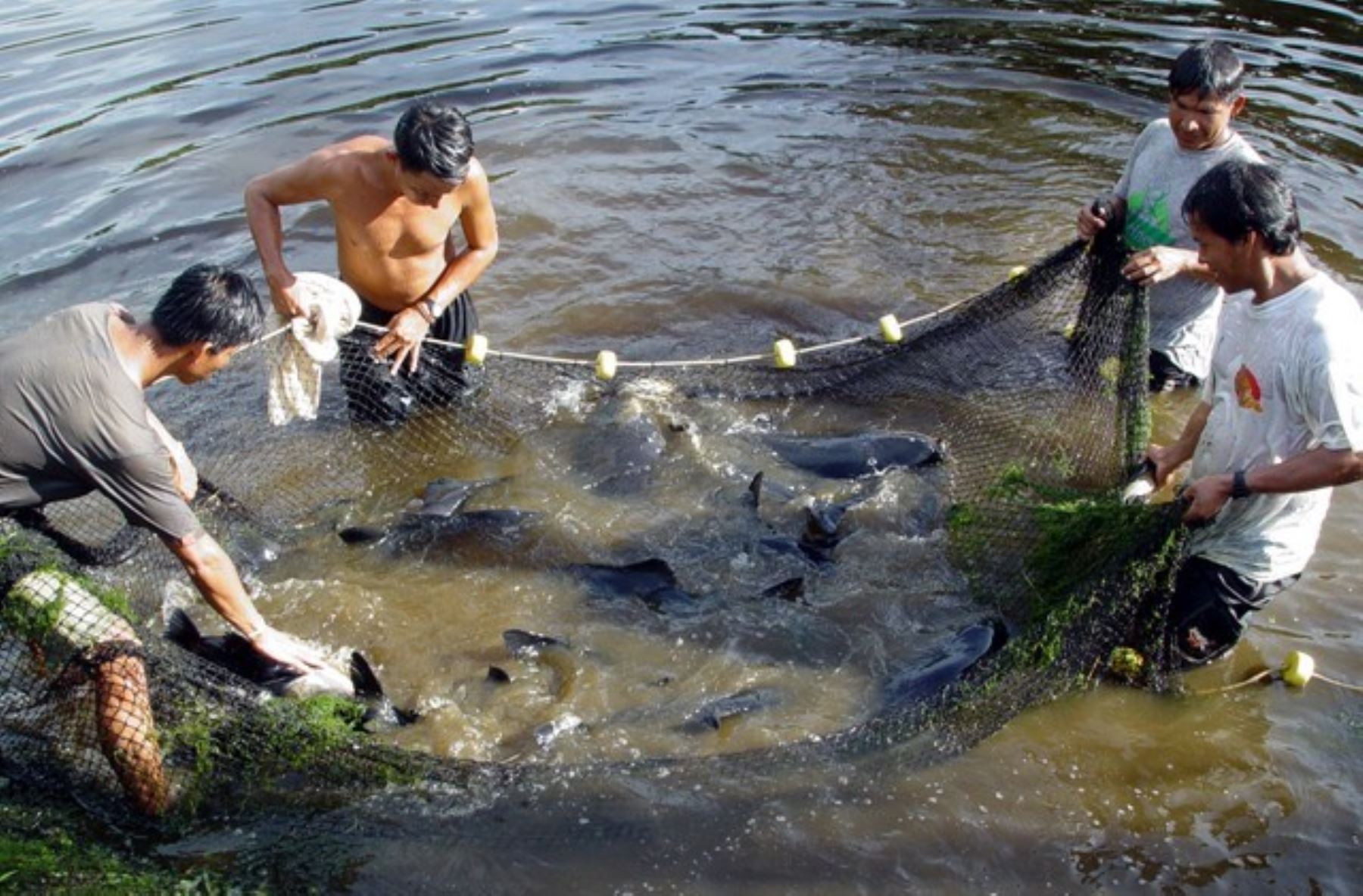 Aprobaron Plan de Desarrollo Acuícola en Lambayeque y otras seis regiones