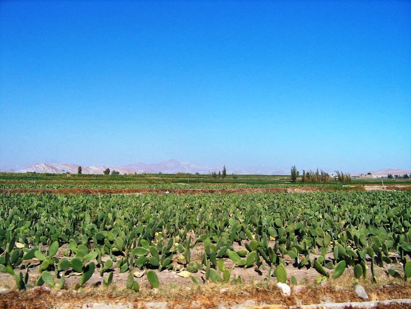 Cadena de la cochinilla en Arequipa  debilitada por ola de inseguridad