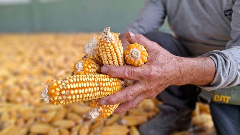 INIA transfiere tecnologías agrarias para elevar calidad del maíz amarillo duro en Lambayeque