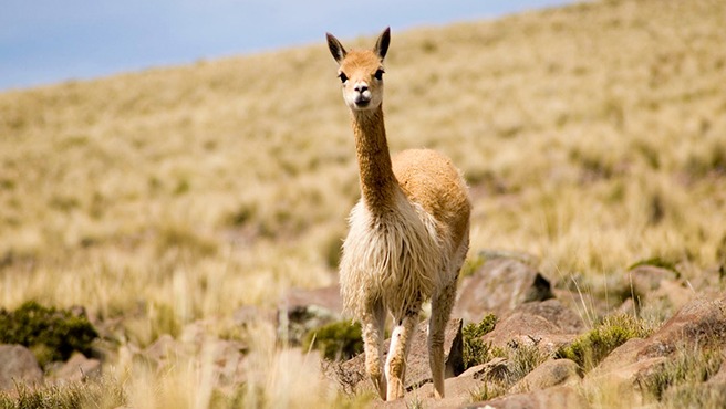 Serfor inicia el V Censo Nacional de Vicuñas 2025 para fortalecer su conservación