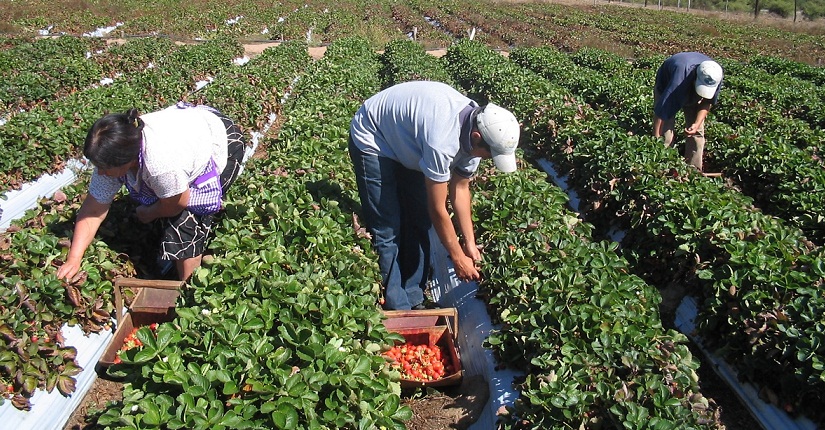 Chiclayo: hoy inicia Taller Macroregional de Lineamientos de Política Agraria