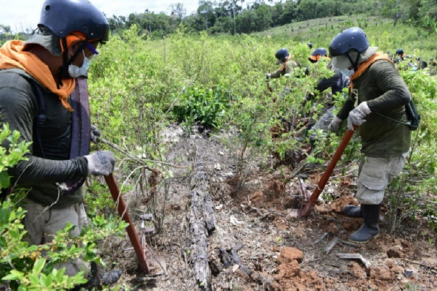 Perú supera en lo que va del 2025 su meta anual de erradicación de coca ilegal
