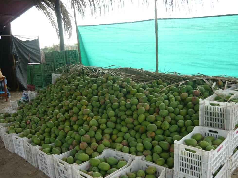 Agroexportaciones crecerían 8.7% este año pese al ‘Niño Costero’